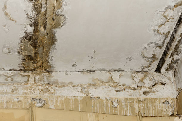 Best Post-Construction Mold Inspection  in Glenville, CT