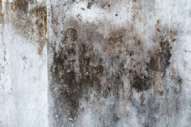 Forensic Mold Investigation in Glenville, CT