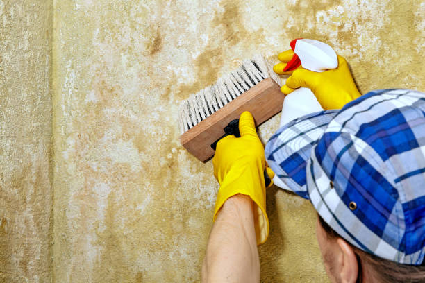 Reliable Glenville, CT Mold Removal Solutions