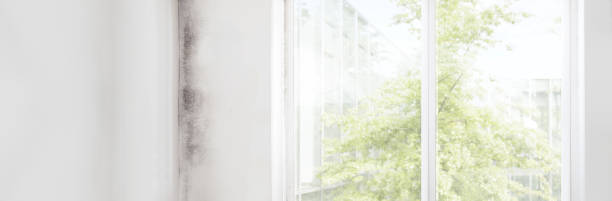 Best Residential Mold Inspection & Testing  in Glenville, CT