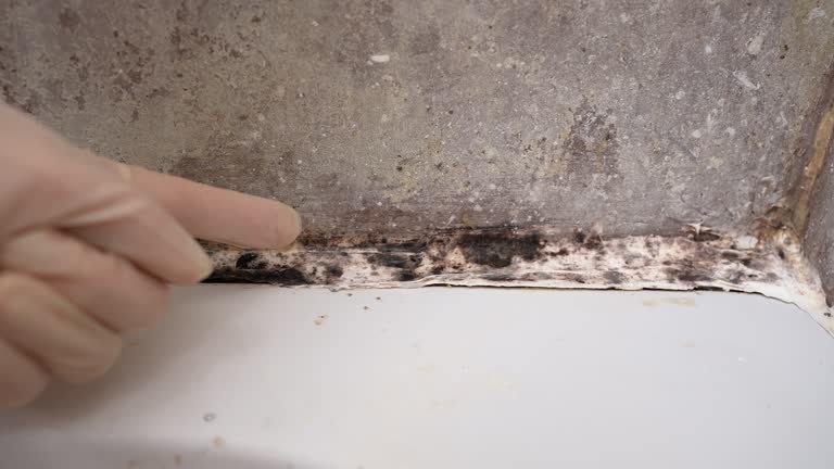  Glenville, CT Mold Removal Pros