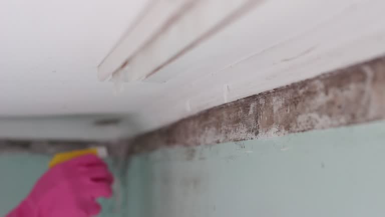 Best Mold Damage Restoration  in Glenville, CT